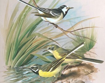 Vintage bird print wagtails