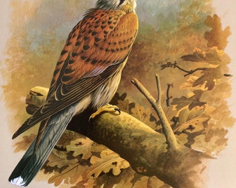 Vintage bird print kestrel