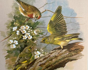 Vintage bird print greenfinch & common linnet