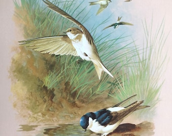 Vintage bird print martins