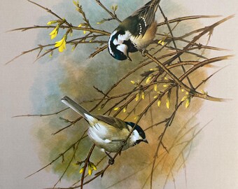 Vintage bird print marsh tit & coal tit