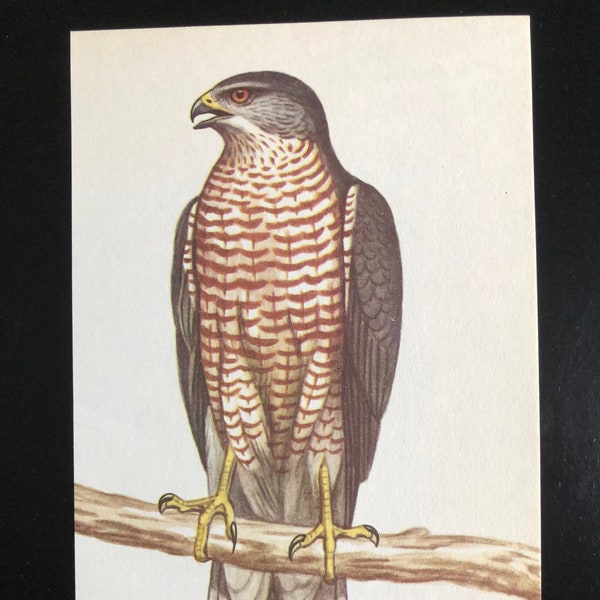 Vintage bird print sparrowhawk