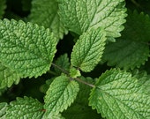 Lemon Balm Herb Heirloom Seeds