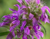 Lemon Mint Bee Balm Herb Heirloom Seeds