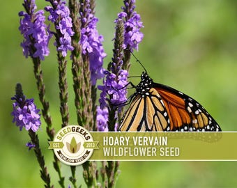 Vervain Seeds, Hoary Verbena Stricta, Native Perennial Flower (100 Seeds)