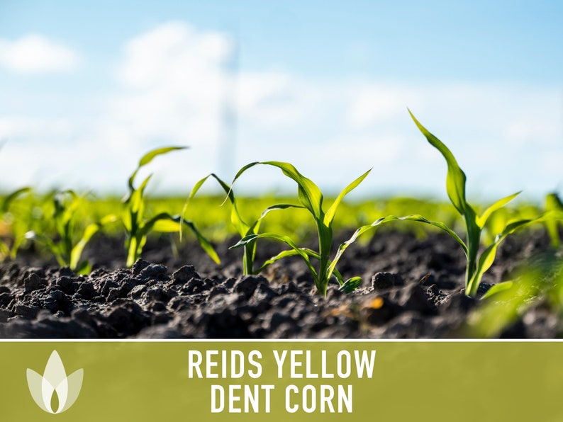 Reid's Yellow Dent Corn Seeds Heirloom Seeds Field Etsy