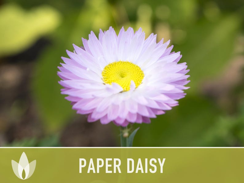 Paper Daisy Flower Seeds - Heirloom Everlasting Flowers image 8