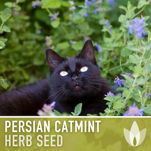 Persian Catmint Herb Seeds - Heirloom Seeds, Nepeta Mussinii, Medicinal Herb, Ornamental Plant, Catnip Cousin, Open Pollinated, Non-GMO