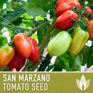 San Marzano Tomato Heirloom Seeds Paste Tomato, Canning Tomato, Slicing Tomato, Indeterminate, Open Pollinated, Non-GMO image 3