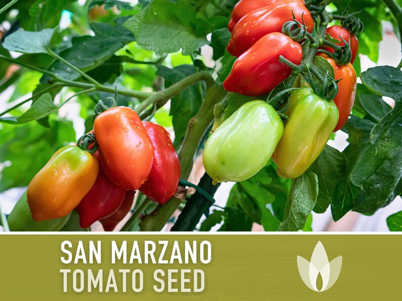 San Marzano Tomato Heirloom Seeds Paste Tomato, Canning Tomato, Slicing Tomato, Indeterminate, Open Pollinated, Non-GMO image 3