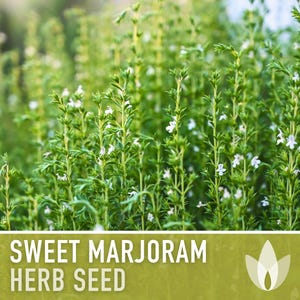 Sweet Marjoram Herb Seeds – Heirloom Culinary Herb, Non-GMO image 6
