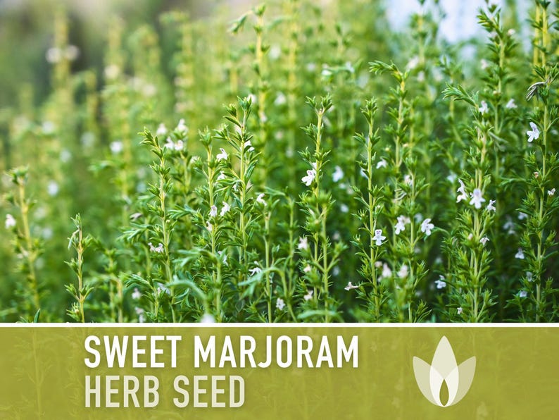 Sweet Marjoram Herb Seeds – Heirloom Culinary Herb, Non-GMO image 6