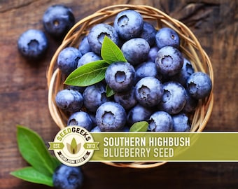 Southern Highbush Blueberry Seeds | 50+ Seeds, Heirloom, non-GMO Berries for Pastries & Medicinal, Vaccinium corymbosum