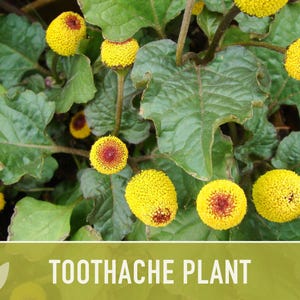 Toothache Plant Seeds | 50+ Seeds, Heirloom Medicinal Herb, Electric Daisy, Spilanthes Oleracea image 6