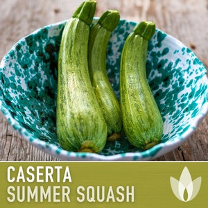 Caserta Summer Squash Seeds - Heirloom Seeds, Cocozelle Squash, Early Prolific, Bush Squash, Grilled Squash, Open Pollinated, Non-GMO