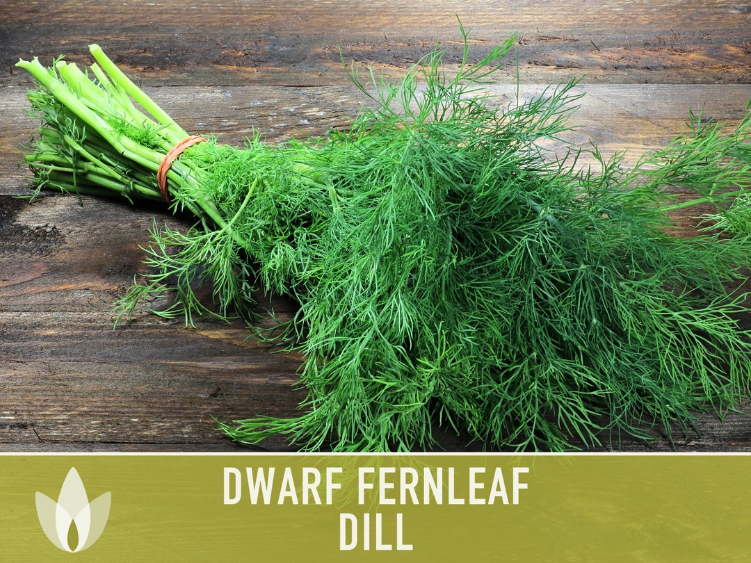 Dwarf Fernleaf Dill Heirloom Seeds AAS Winner Pickling Etsy