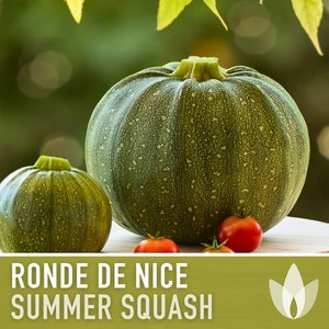 Ronde de Nice Summer Squash Zucchini Heirloom Seeds