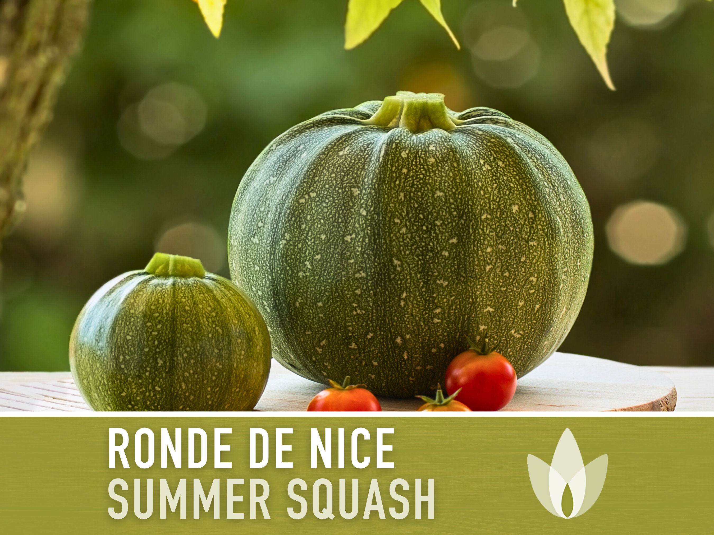 Ronde de Nice Summer Squash Zucchini Heirloom Seeds