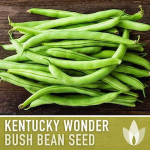 Kentucky Wonder Bush Bean Seeds - Heirloom Seeds, High Yield, Container Garden, Tender Texture, Phaseolus Vulgaris, Open Pollinated, Non-GMO