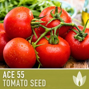 Ace 55 Tomato Seeds - 30 Heirloom Seeds, Determinate, Paste Tomato, Organic Tomato, Container Garden, Open Pollinated, Non-GMO