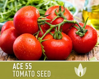 Ace 55 Tomato Seeds - Heirloom Tomato, Determinate, Paste Tomato, Dual Purpose Tomato, Container Garden, Open Pollinated, Non-GMO