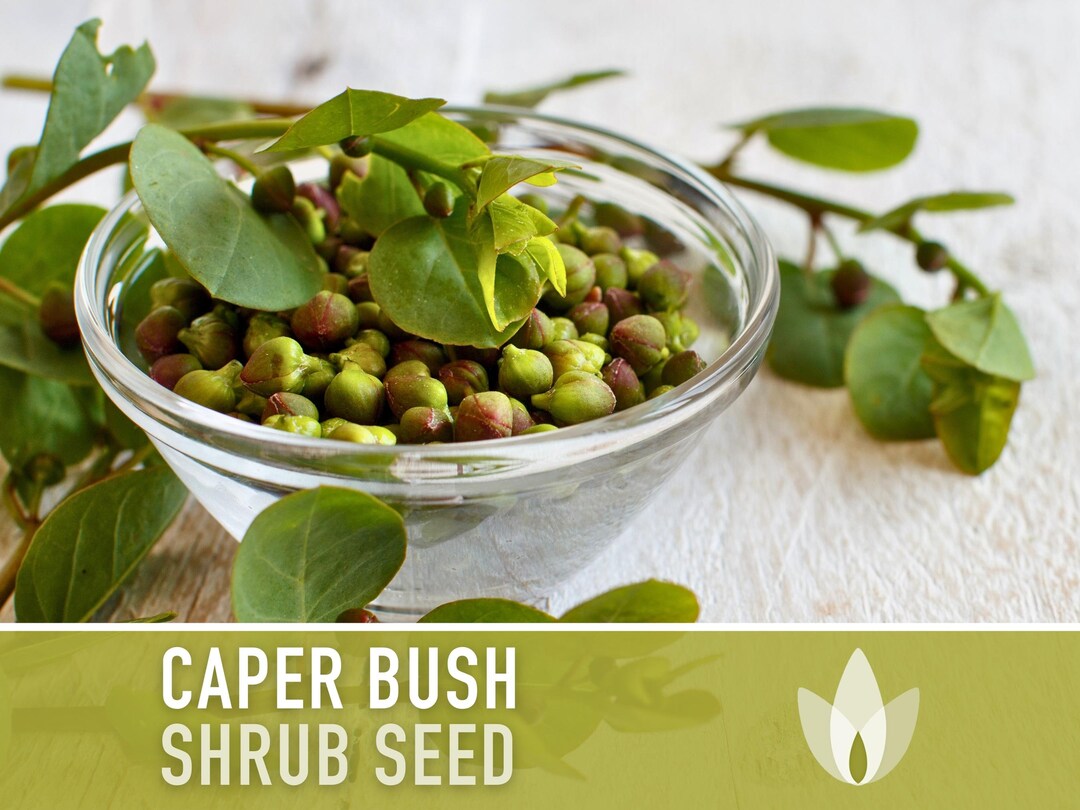 Caper Seeds Heirloom Seeds, Caper Bush Seeds, Capparis Spinosa