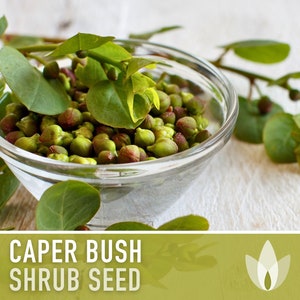 Caper Seeds - Heirloom Seeds, Caper Bush Seeds, Capparis Spinosa, Evergreen, Medicinal & Culinary Herb, Flinders Rose, Non-GMO