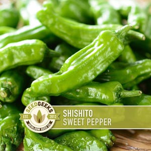 May include: A close-up of a pile of fresh, bright green Shishito sweet peppers. The peppers are long and slender, with a slightly wrinkled texture. The image includes a logo that reads "Seed Geeks" and "Shishito Sweet Pepper".
