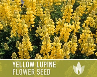 Yellow Lupine Flower Seeds - Heirloom Seeds, Hummingbird Garden, Bee Friendly, California Native, Whitewhorl Lupine, Cut Flowers, Non-GMO
