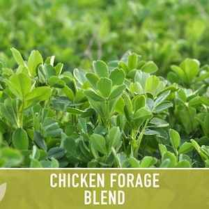 Chicken Forage Blend | 1oz Seeds, Omega 3, Non-GMO, Organic Food for Backyard Chickens, Heirloom image 11