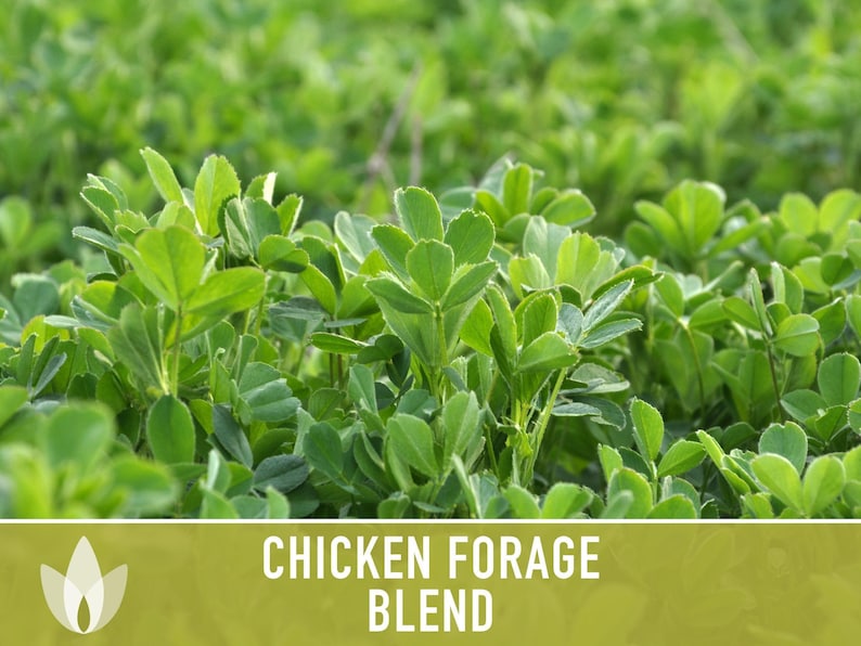 Chicken Forage Blend | 1oz Seeds, Omega 3, Non-GMO, Organic Food for Backyard Chickens, Heirloom image 11