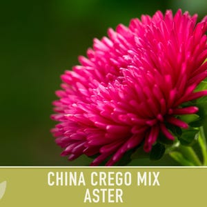 China Aster Crego Mix Flower Seeds | 100+ seeds, Heirloom, Nectar Source, Wildflower, Callistephus chinensis image 9