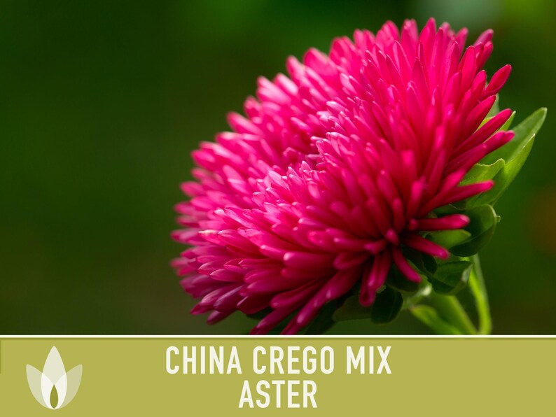China Aster Crego Mix Flower Seeds | 100+ seeds, Heirloom, Nectar Source, Wildflower, Callistephus chinensis image 9