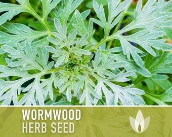 Wormwood Organic Medicinal Herb Seeds - Artemisia Absinthium, Heirloom, Non-GMO