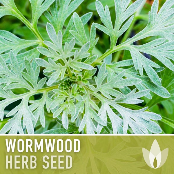 Wormwood Organic Medicinal Herb Seeds - Artemisia Absinthium, Heirloom, Non-GMO