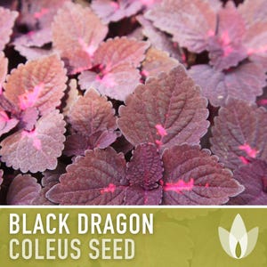 Black Dragon Coleus Seeds | 20+ Seeds, Crimson Foliage, Goth Garden, Indoor & Container, Plectranthus scutellarioides image 10