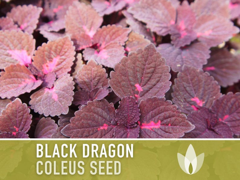 Black Dragon Coleus Seeds | 20+ Seeds, Crimson Foliage, Goth Garden, Indoor & Container, Plectranthus scutellarioides image 10