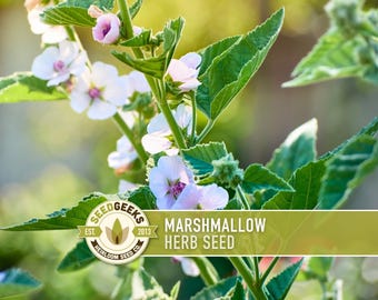May include: A close-up of a marshmallow herb plant with white and pink flowers and green leaves. The image includes the text "Marshmallow Herb Seed" and the Seed Geeks logo.