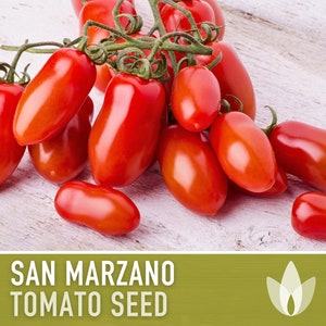 San Marzano Tomato Heirloom Seeds Paste Tomato, Canning Tomato, Slicing Tomato, Indeterminate, Open Pollinated, Non-GMO image 4