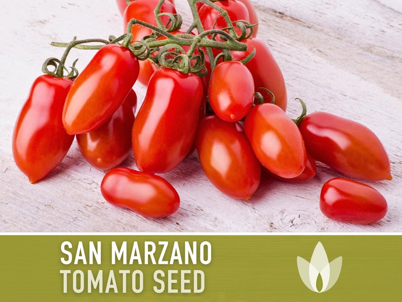 San Marzano Tomato Heirloom Seeds Paste Tomato, Canning Tomato, Slicing Tomato, Indeterminate, Open Pollinated, Non-GMO image 4