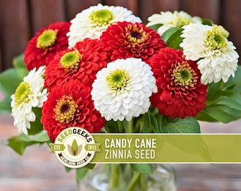 Candy Cane Zinnia Seed | 100+ Seeds, Heirloom Non-GMO Flower, Hummingbird-Friendly, Drought Tolerant, Zinnia elegans