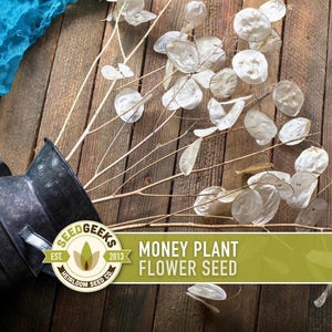 Money Plant Seeds – Heirloom Lunaria, Cut Flowers, Pollinator Garden zdjęcie 1