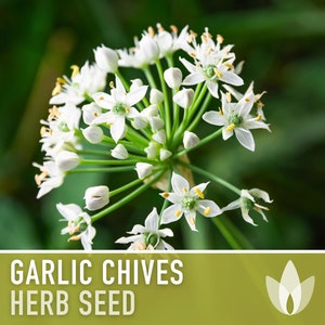 Garlic Chives Herb Seeds - Oriental Garlic, Chinese Leek, Ku Chai, Asian Garlic, Medicinal Herb, Heirloom Seeds, Non-GMO