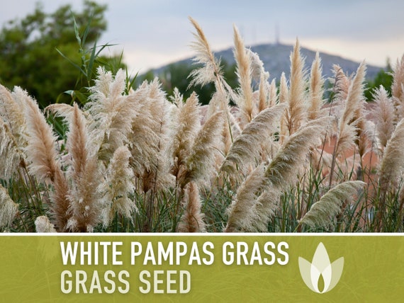 White Pampas Grass Seeds - Ornamental Floral Arrangement (100 Seeds) -  Etsy.de