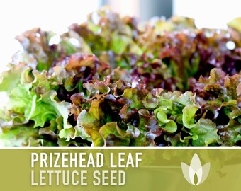 Prizehead Leaf Lettuce Heirloom Seed (Lactuca sativa) - Todd's