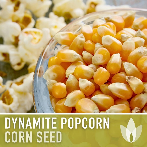 Dynamite (South American Yellow) Popcorn Seeds - Heirloom Seeds, Dynamite, Sunburst Popcorn, T.N.T. Popcorn, Open Pollinated, Non GMO