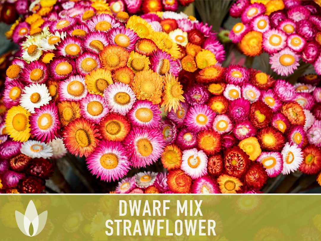 Strawflower, Dwarf Mix Heirloom Seeds Flower Seeds, Cut Flower, Dried Flower, Everlasting Flower