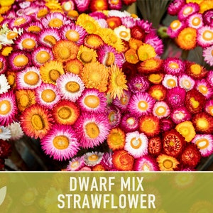 Monster Mix, Strawflower Seeds | New for 2024