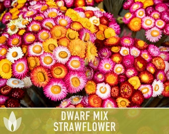 Strawflower, Dwarf Mix Heirloom Seeds - Flower Seeds, Cut Flower, Dried Flower, Everlasting Flower, Flower Mix, Dwarf Flowers, Non GMO