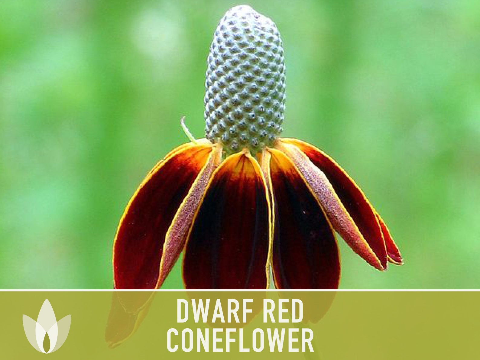 Dwarf Red Coneflower Heirloom Seeds Flower Seeds Medicinal Etsy